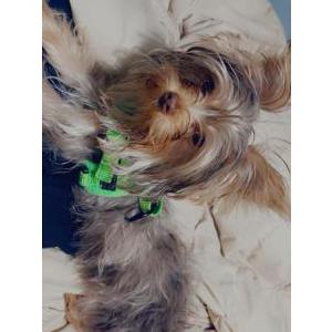 Lost Dog Mishka
