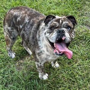 Lost Dog Pebbles