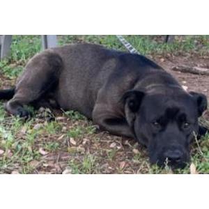 Lost Dog Piglet