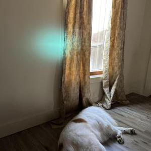 2nd Image of Bear, Lost Dog