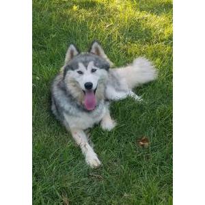 Lost Dog Koda Bear