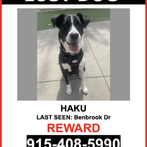 Lost Dog Haku
