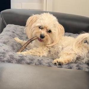 Lost Dog Luna Ray