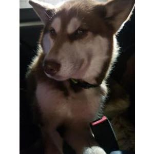 Found Dog At Clovis Animal Receivin