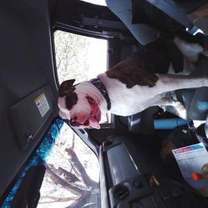 Lost Dog Bailey