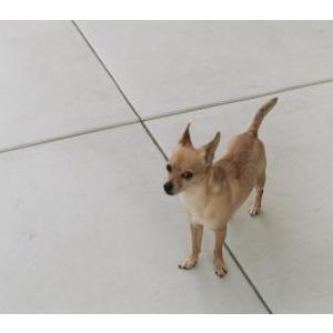 Image of Bailey, Lost Dog