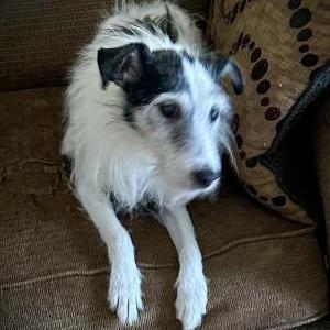 Lost Dog Scamp