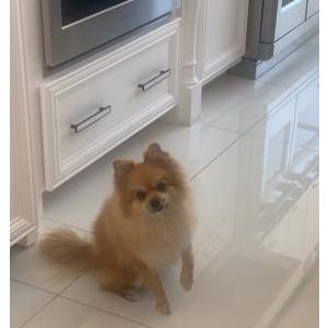 Image of Khloe, Lost Dog