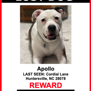 Lost Dog Apollo