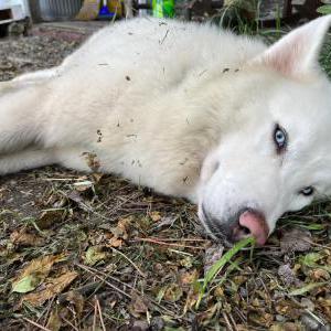 Found Dog Stray