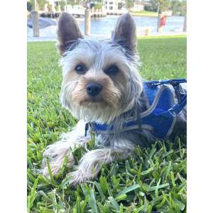 Image of Lilo, Lost Dog