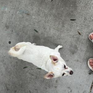 Image of Unknown, Found Dog