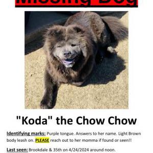Lost Dog Koda