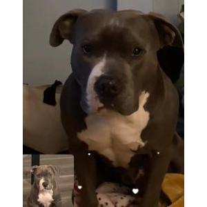 Lost Dog Grayson
