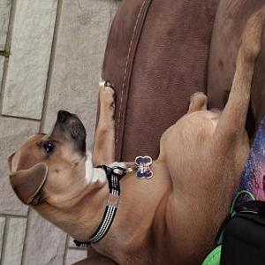 Lost Dog Whiskey