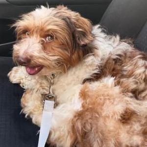 Lost Dog Taylor