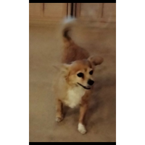 Lost Dog Kilo