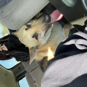 Image of No name tag, Found Dog