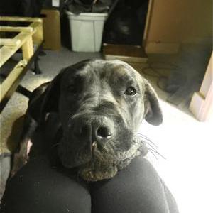 Lost Dog Kayda & Fatboy