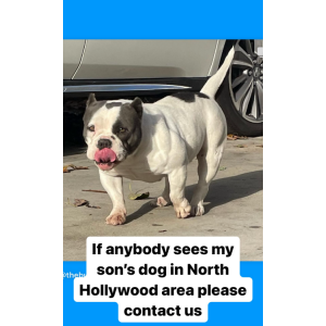 Lost Dog Fatty