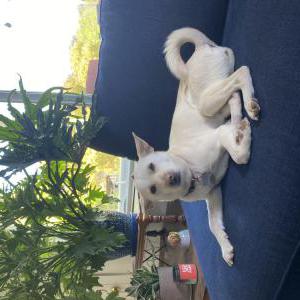 Lost Dog Tulip