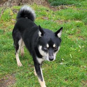 Found Dog Unknown