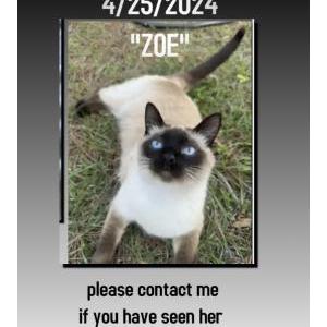 Lost Cat Zoe