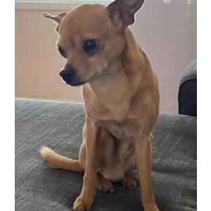 Lost Dog Bambi