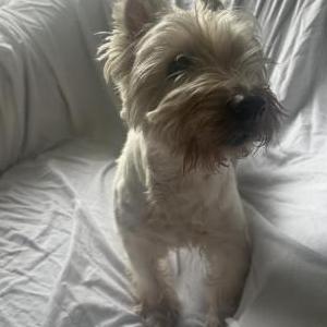 Image of Jack, Lost Dog