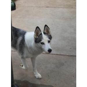 Image of Storm, Lost Dog