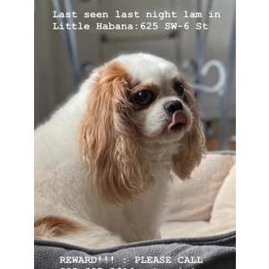 Image of TOBY, Lost Dog
