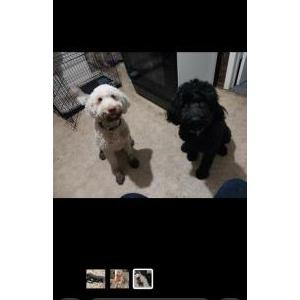 Lost Dog Charlie/ Jack
