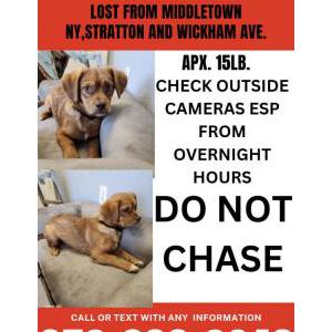 Lost Dog Captain turbot