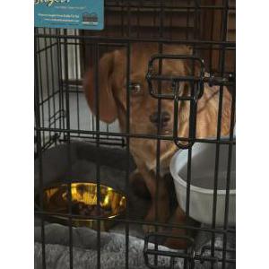 2nd Image of Captain turbot, Lost Dog