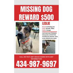 Lost Dog Leslie