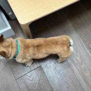 Found Dog unknown