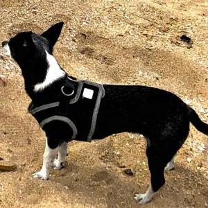 Lost Dog Vivian