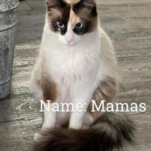Image of Momas, Lost Cat