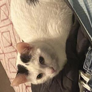 Image of Norman, white/blk, Lost Cat