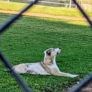 Found Dog Unknown