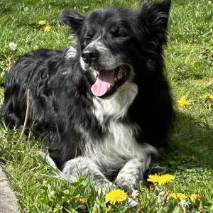 Lost Dog Jack