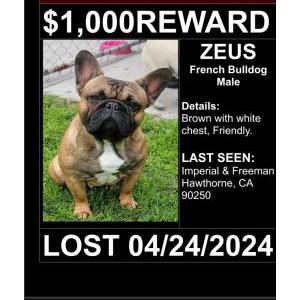 Lost Dog Zeus