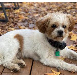 Lost Dog Stewey
