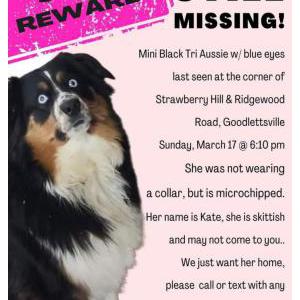 Image of Kate, Lost Dog