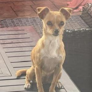 Image of Marilyn, Lost Dog