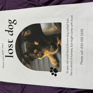 Lost Dog Suki