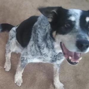 Lost Dog PePe