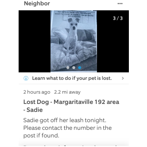 Lost Dog Sadie