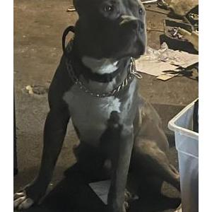 Image of Ace, Lost Dog