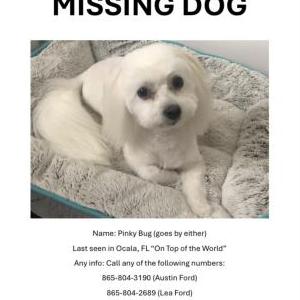 Lost Dog Pinky Bug